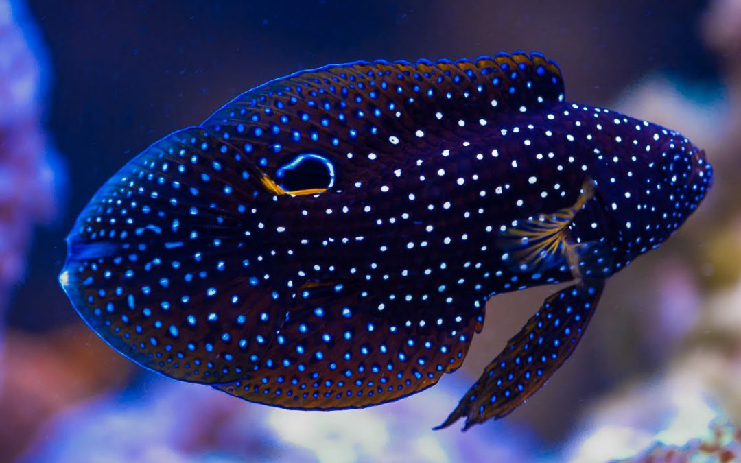 Cá mó Phụng - Betta Marine - dragonkingcorals.com